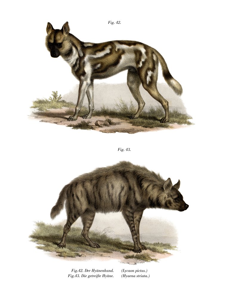 German School - African Wild